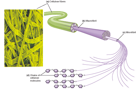 Cellulose - an example of polysaccharide